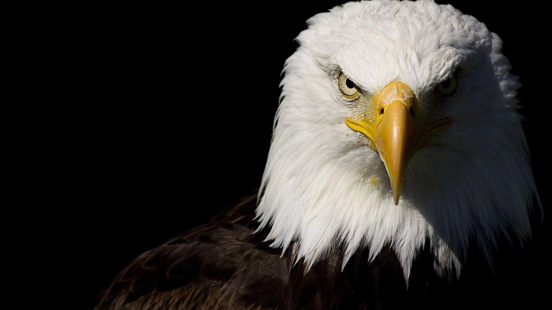 Eagleye624!=''?Eagleye624:Michael Shepherd