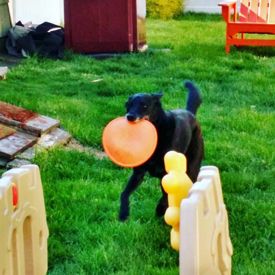 OptimusOrange!=''?OptimusOrange:David Cordima