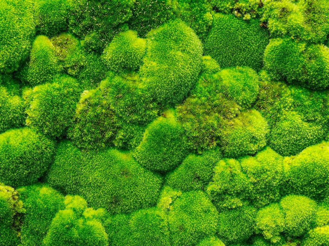 MossDG!=''?MossDG:Jason Heinz