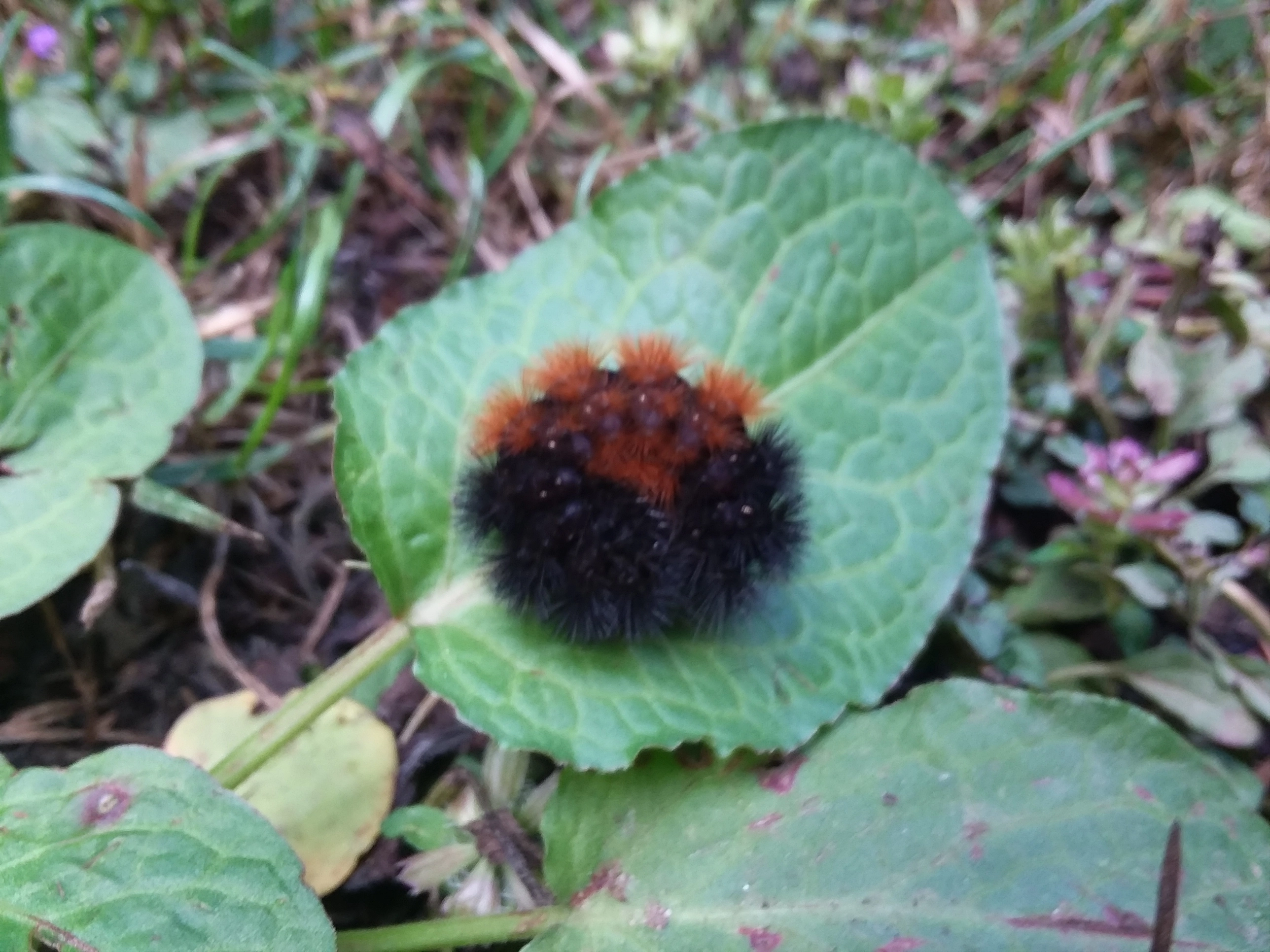 Aka!=''?Aka:Alan Obra