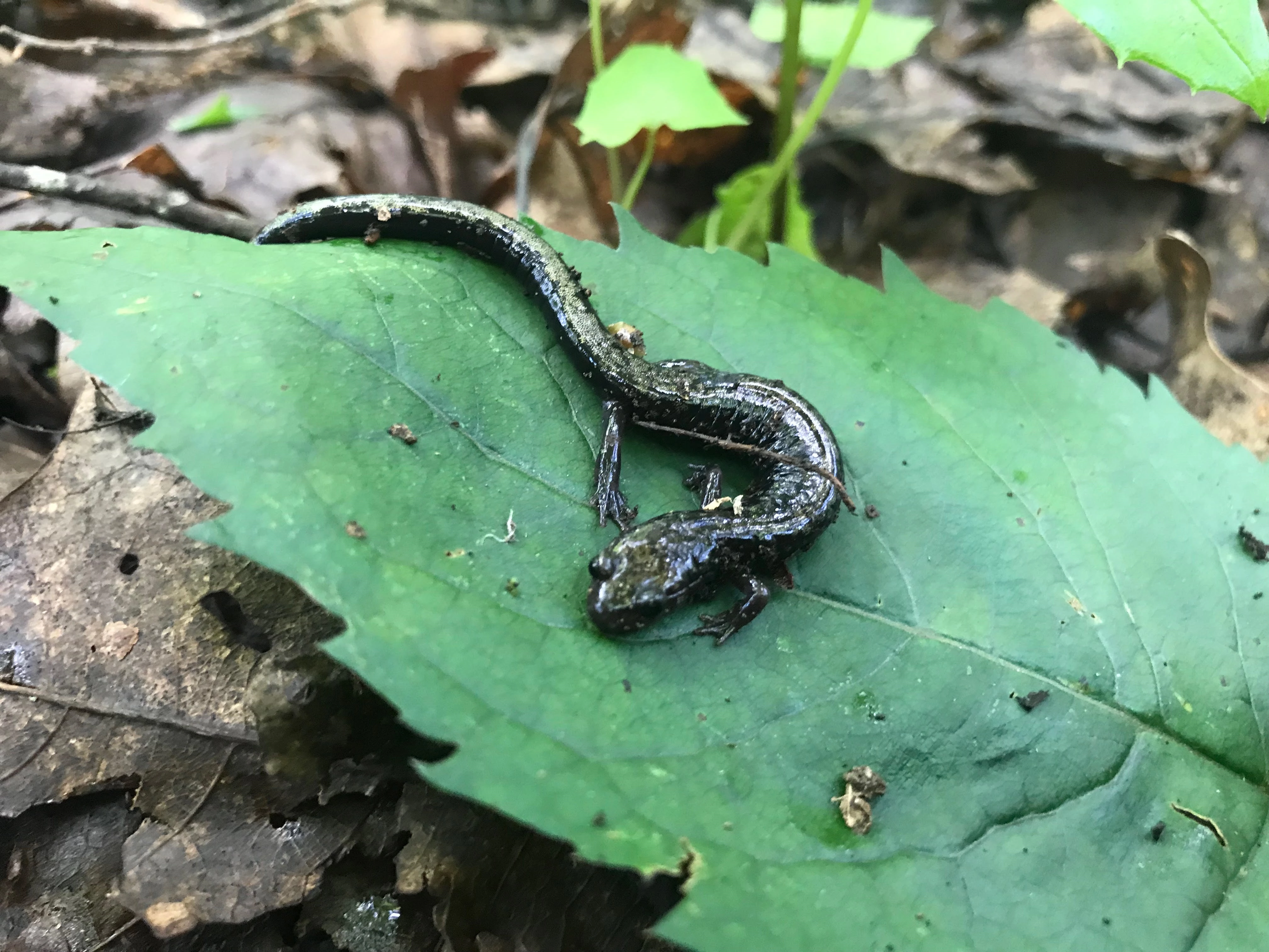 billyoneil13!=''?billyoneil13:William ONEIL