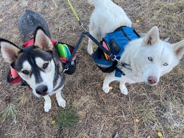 Aaron and Huskies!=''?Aaron and Huskies:Aaron Friedman