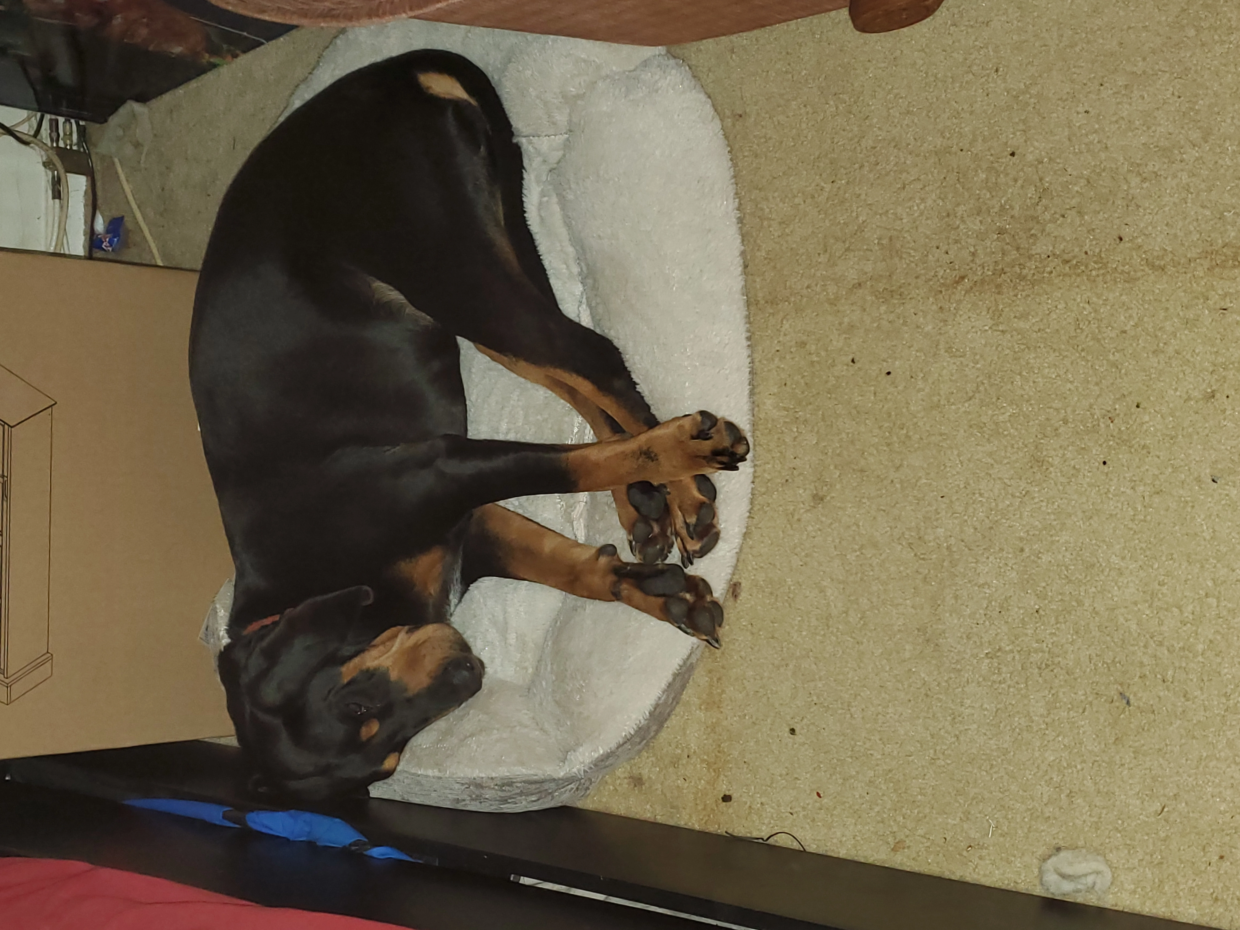 Big mike!=''?Big mike:Michael ackert