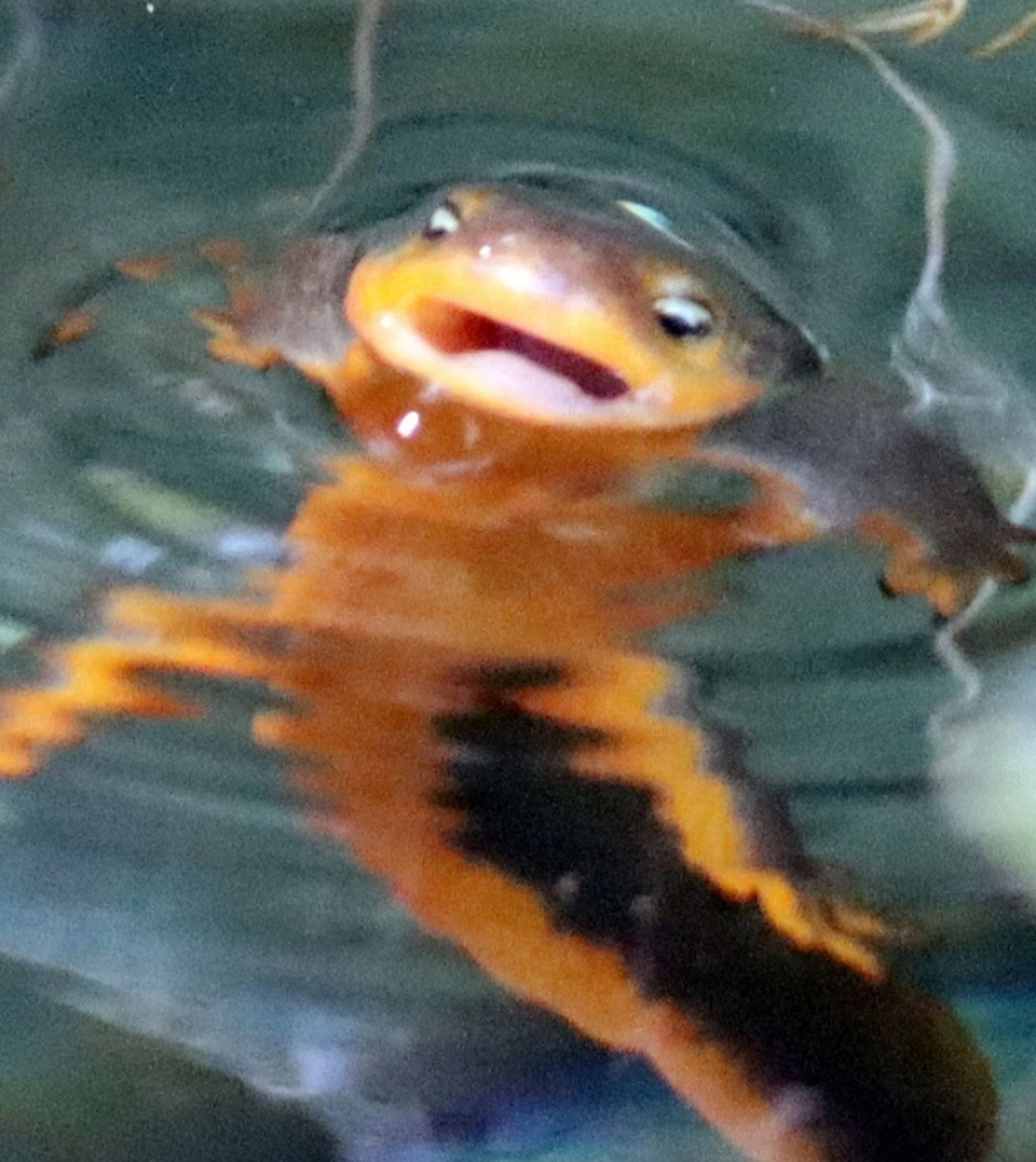 Bronson!=''?Bronson:Chris Bronson