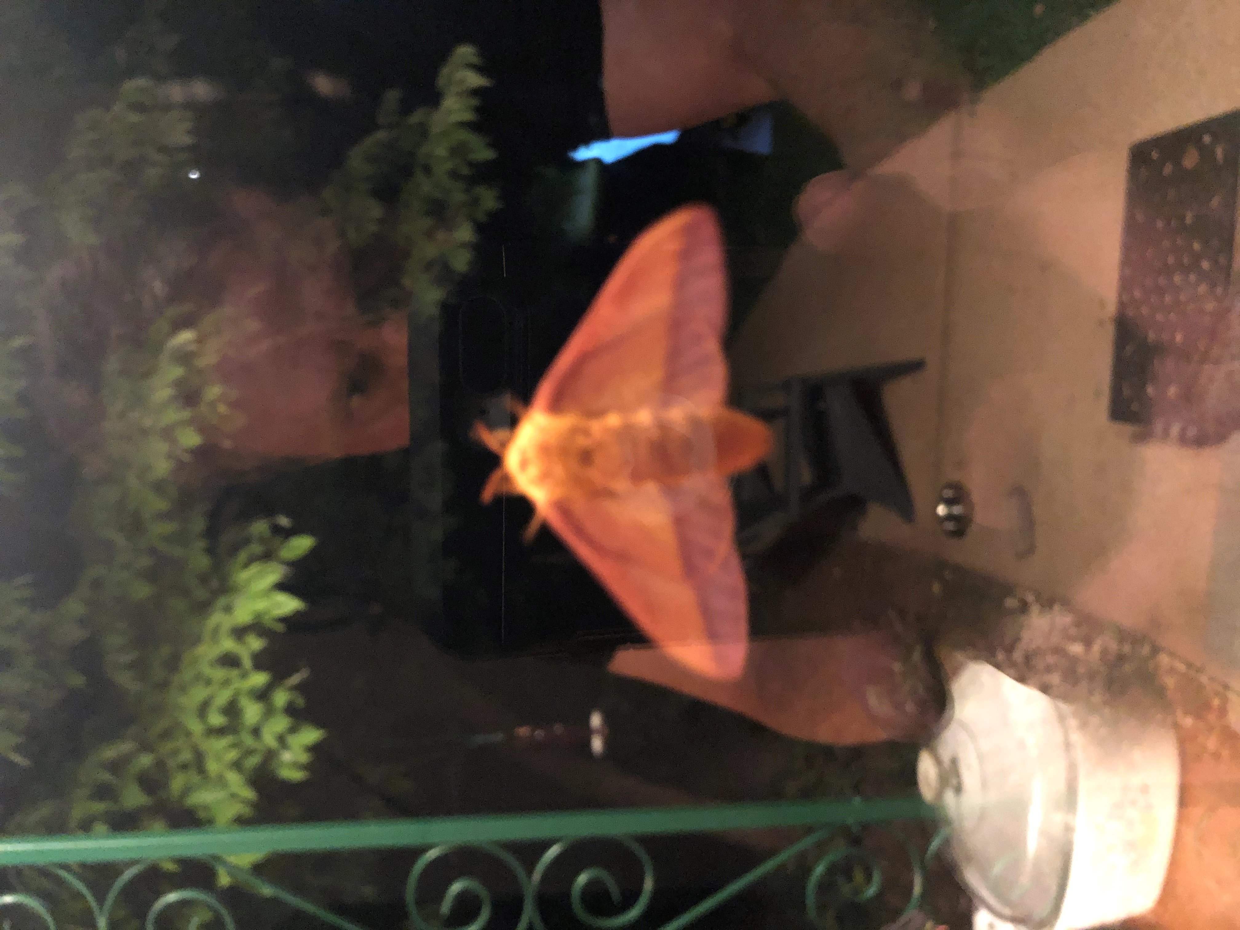 MOTHRA!=''?MOTHRA:Craig Fellows