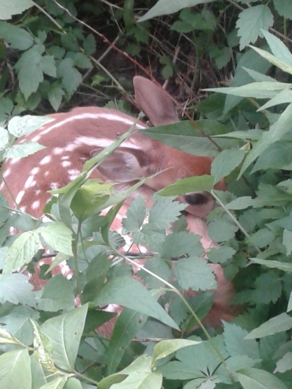 Hindser!=''?Hindser:John Hind