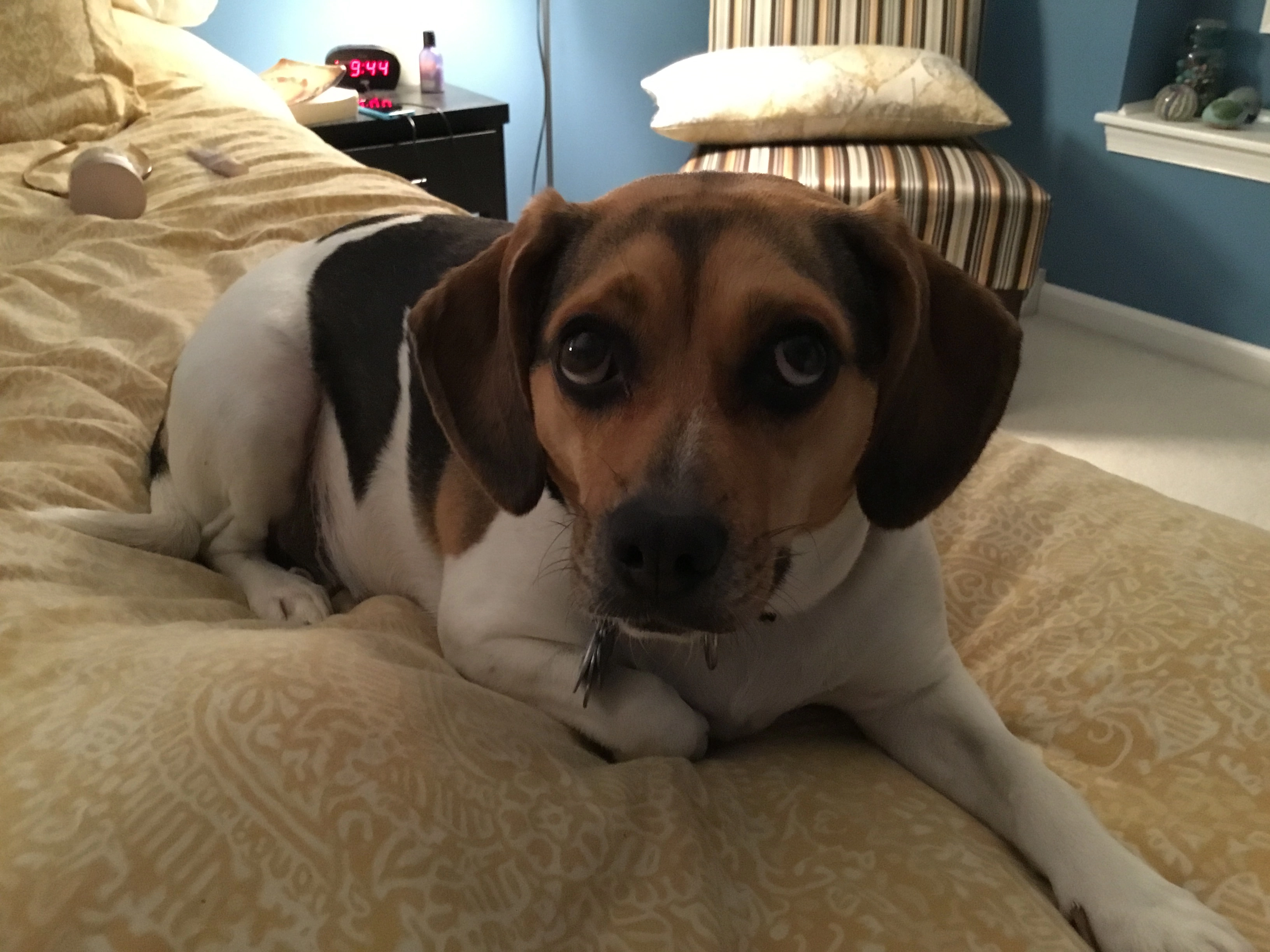 Detzturf!=''?Detzturf:Steve Detzel