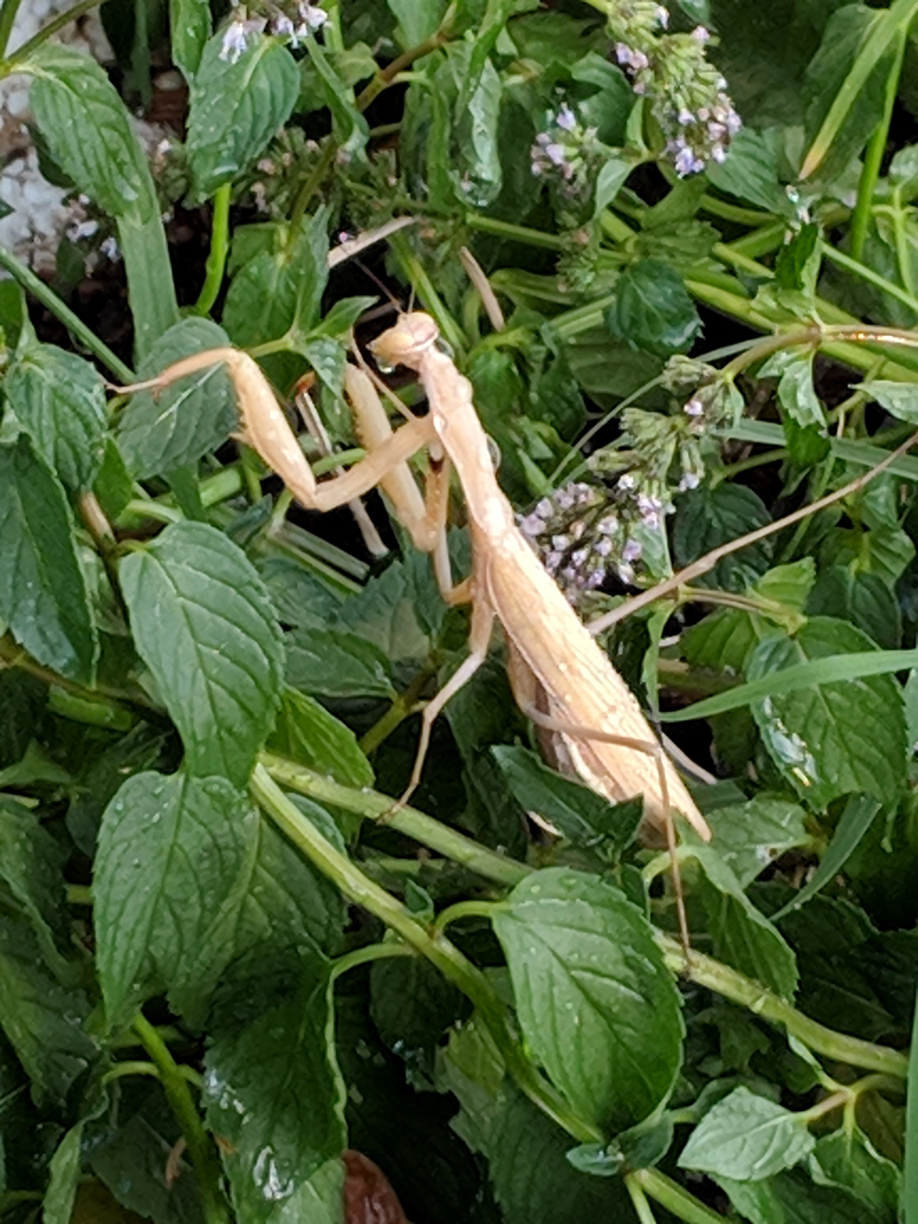 Sn0wman!=''?Sn0wman:Jamie Stockham