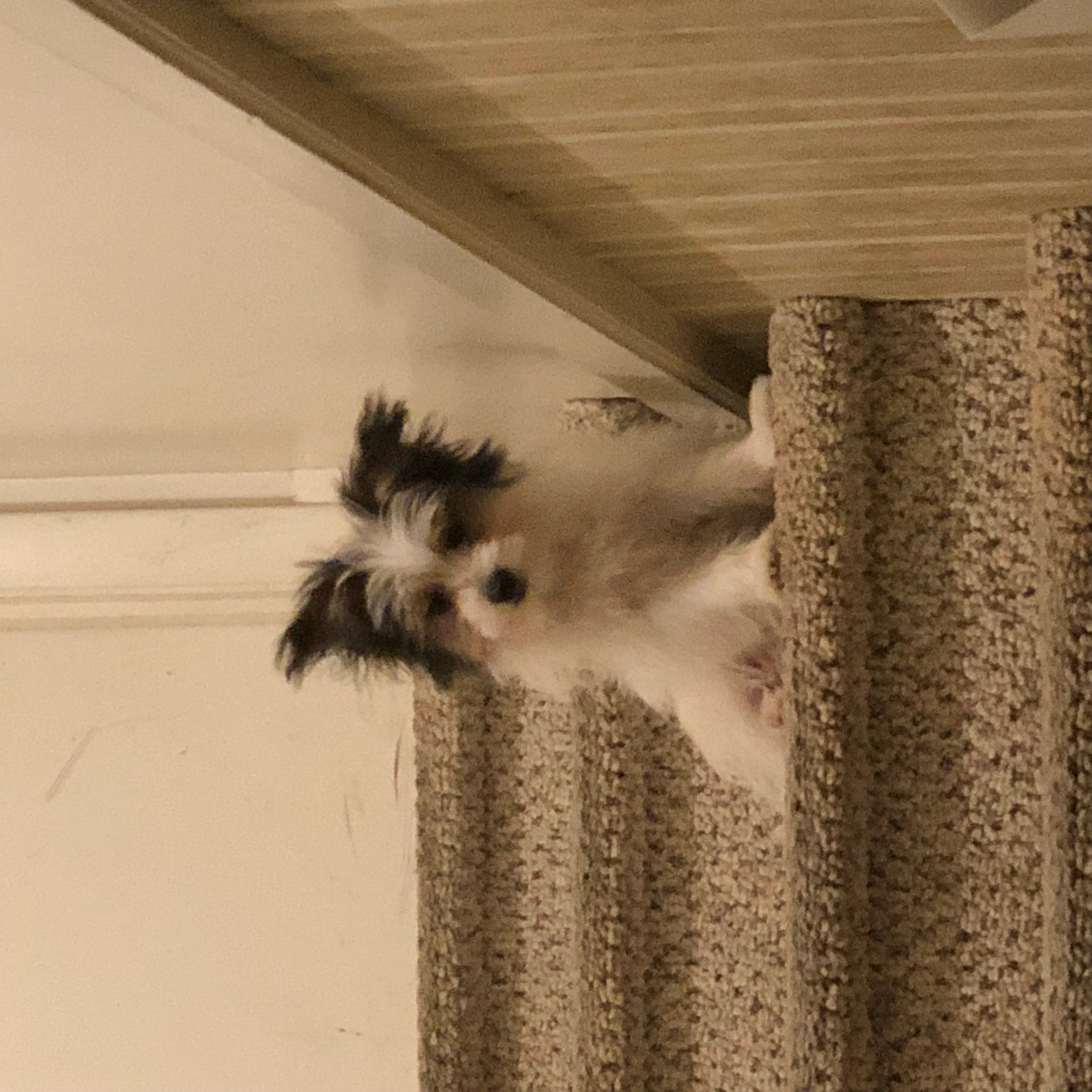 Old but New!=''?Old but New:shawn cressler