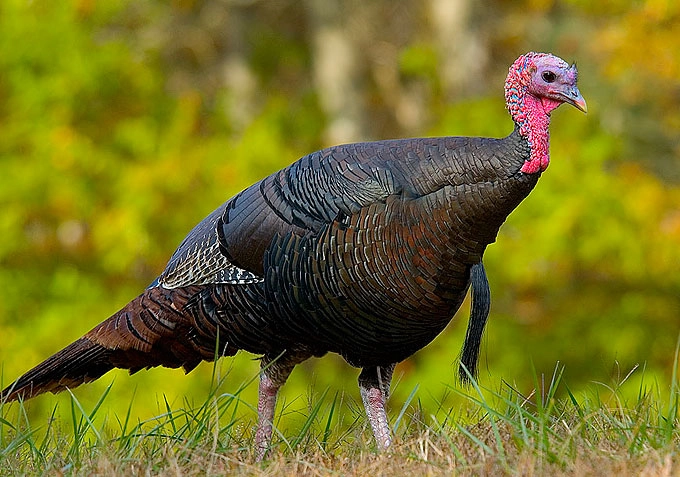 turkeyboy!=''?turkeyboy:Timothy Watson