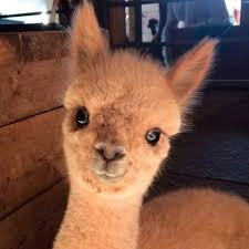 Alpoc!=''?Alpoc:Dalton Wiebold