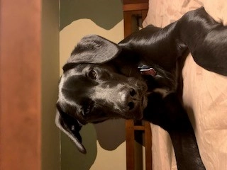 delta.alpha.golf!=''?delta.alpha.golf:Damon Garland