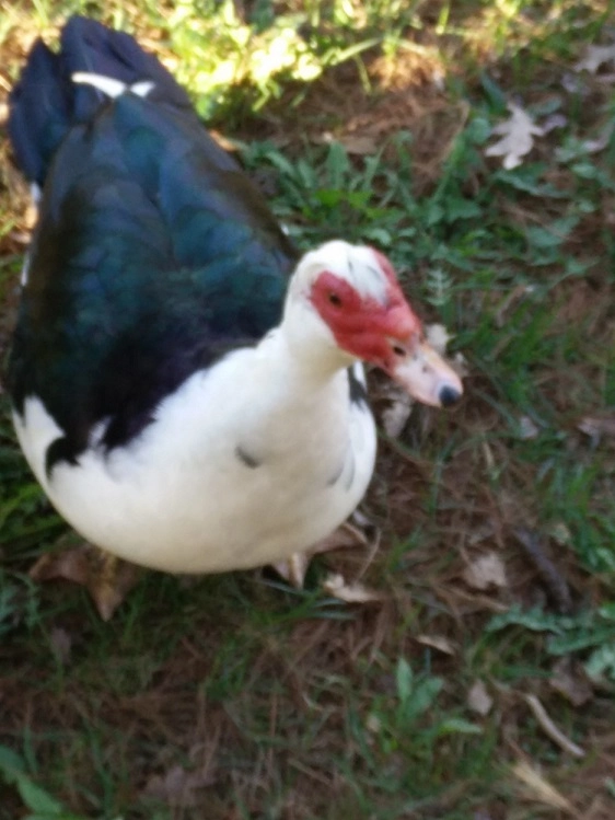 bogeymaster5000!=''?bogeymaster5000:Kane McQuaid