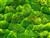 MossDG
