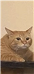 McProfile
