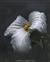 gtalk256